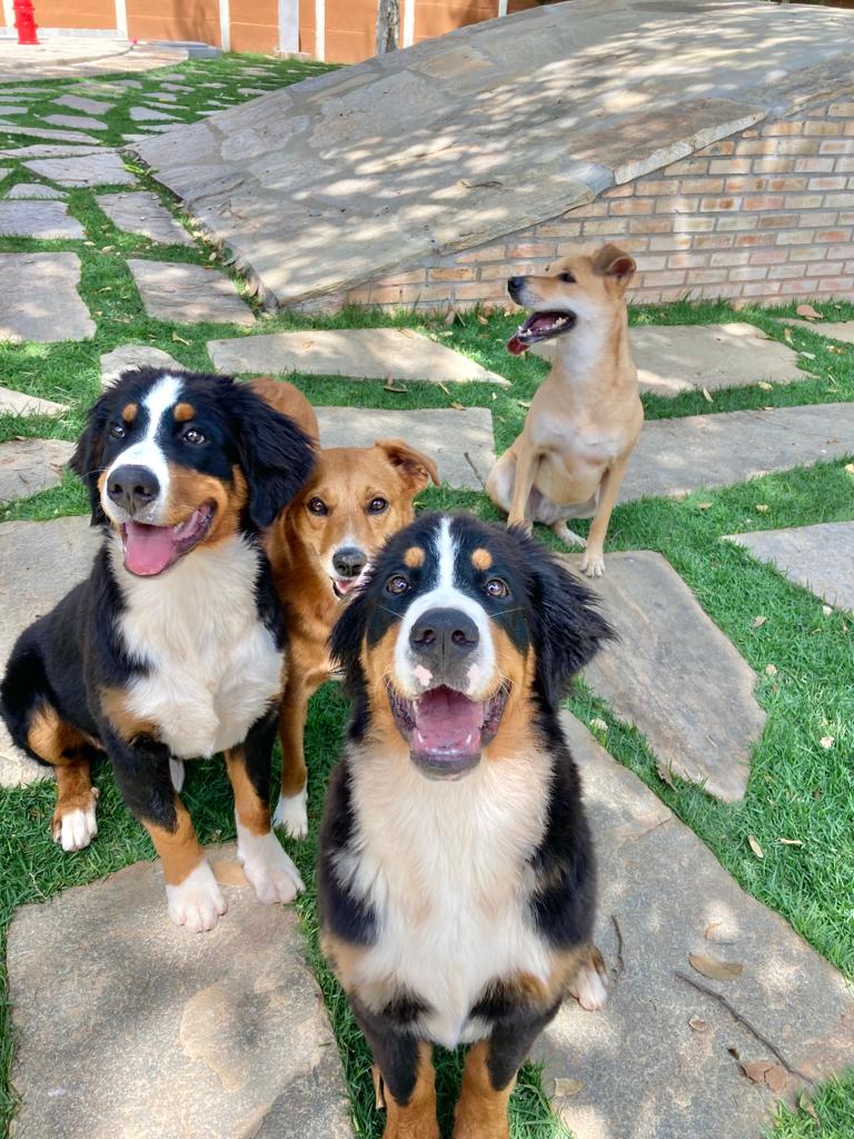 Instalações do Cãoforto