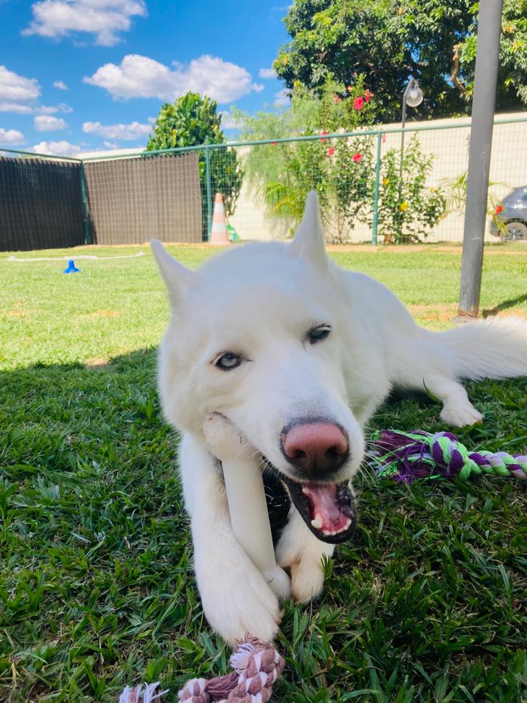 Pessoa usando o celular com o app da Cãoforto